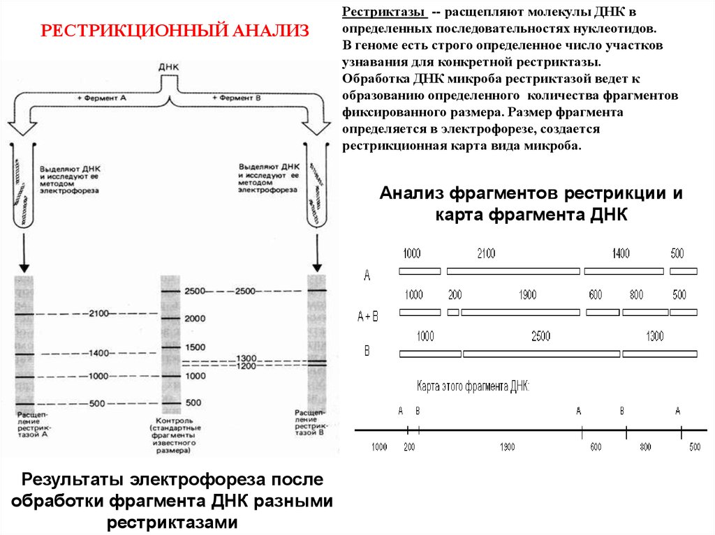 Анализ видеофрагментов. Рестрикционный анализ ДНК. Карта рестрикции. Расщепление ДНК рестриктазами. Рестрикционные карты ДНК.