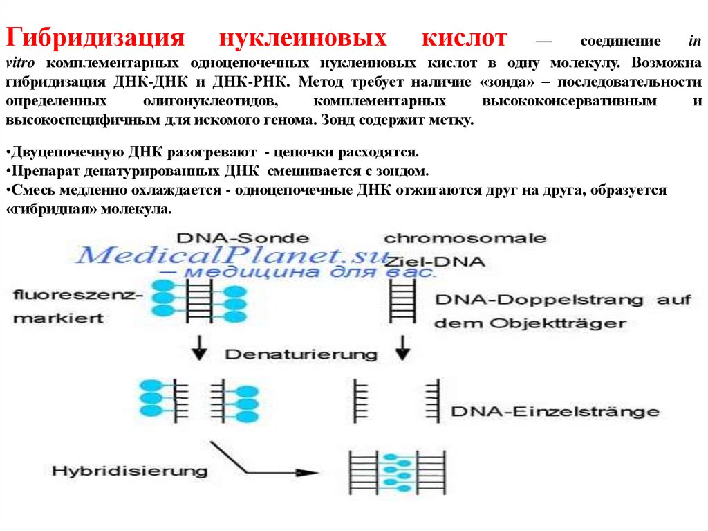 В молекуле днк обнаружено 880