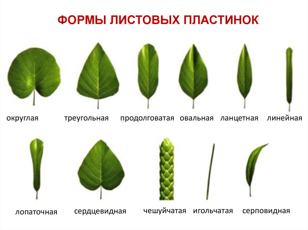 Название растения листья простые. По форме листовой пластинки. Листья по форме листовой пластинки. Форма листовой пластинки ланцетная. Почковидная форма листовой пластинки.