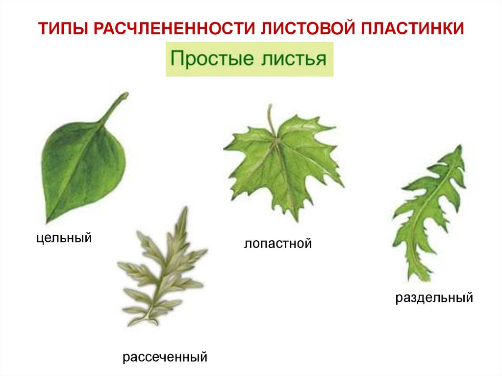 Лист. Внешнее строение листа - online presentation