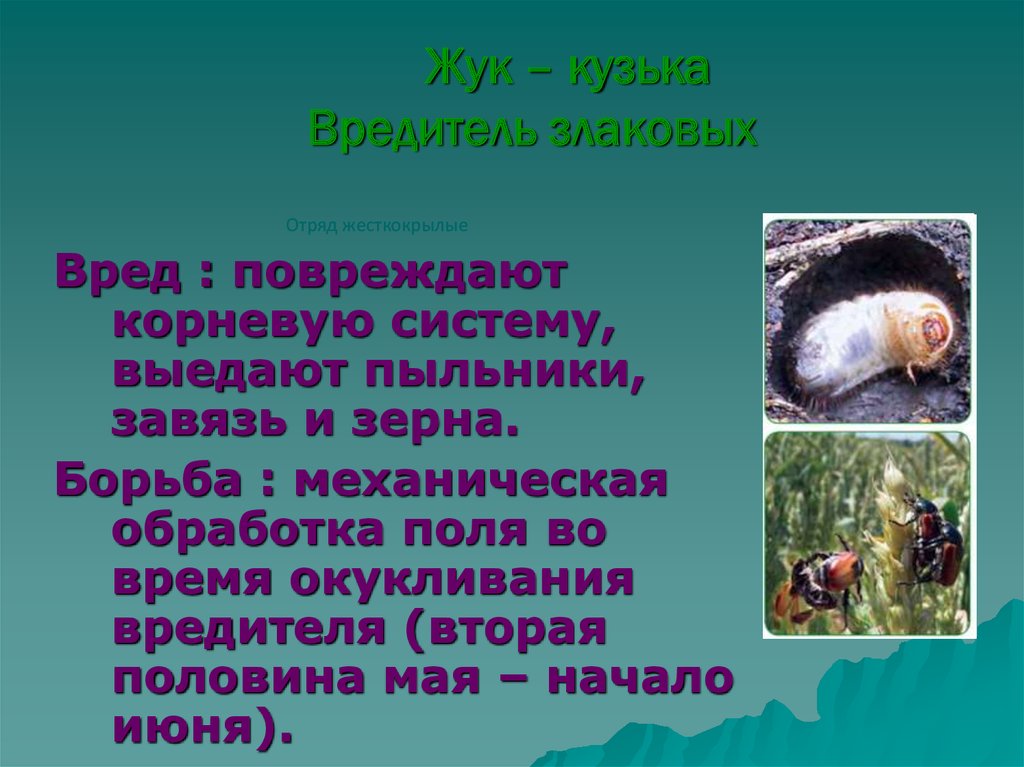 Вред злаковых. Жук Кузька доклад. Интегрированная защита растений. Жук Кузька доклад по окружающему миру. Жук Кузька фото и описание.