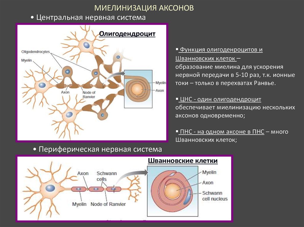 Миелиновая оболочка функции. Строение мозга миелин. Шванновские клетки олигодендроглиоциты. Олигодендроцит и шванновская клетка. Шванновские клетки строение.
