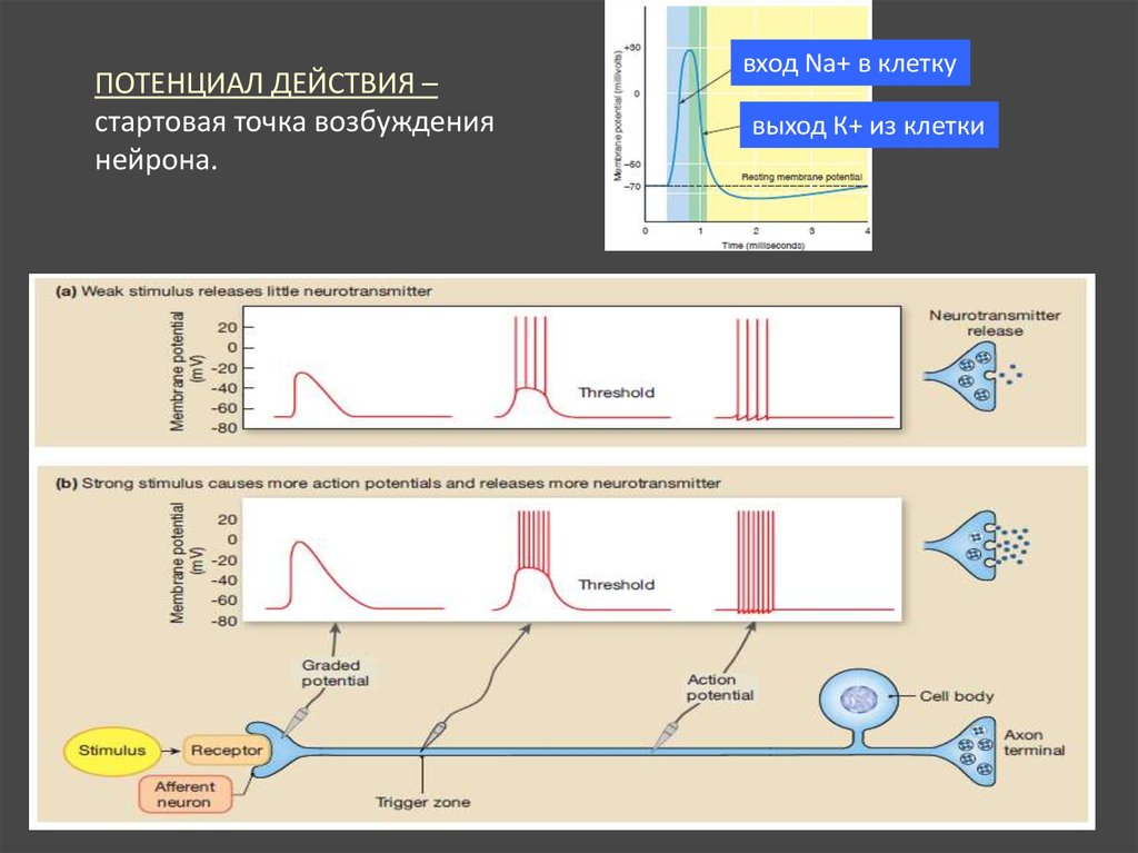 Возбуждение нейрона. Методы исследования возбуждения нейронов. Особенности возникновения и распространения возбуждения в нейроне. Накопительный эффект возбуждения нейронов. Самая высокая возбудимость в нейроне.