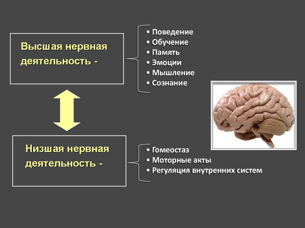 Какие науки изучают работу мозга. Высшая нервная деятельность. Высшая и Низшая нервная деятельность. Нервная деятельность человека. Функции высшей нервной деятельности.