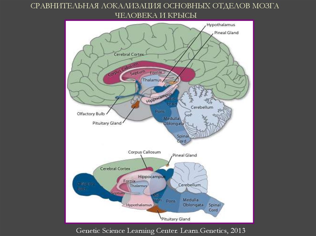 Центр поддержания равновесия в каком отделе мозга. Частоты отделов мозга. Решетчатая отдел мозга. Самый маленький отдел мозга.
