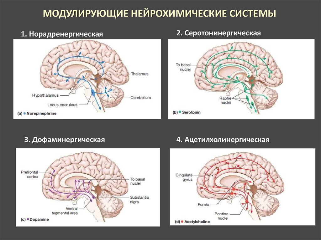 2 системы мозга. Серотонинергическая система. Норадренергическая и Серотонинергическая системы. Норадренергическая система мозга. Серотонинергические ядра шва.