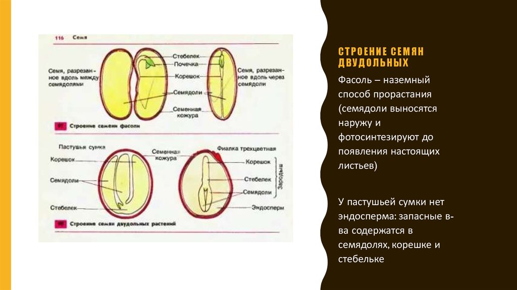 Лабораторная работа строение семян двудольных растений. Рис 1 строение семян двудольных растений. Строение семян двудольных растений фасоль миндаль ясень. Двудольные семена семядоли. Строение семян двудольных растений 6 класс Пасечник.