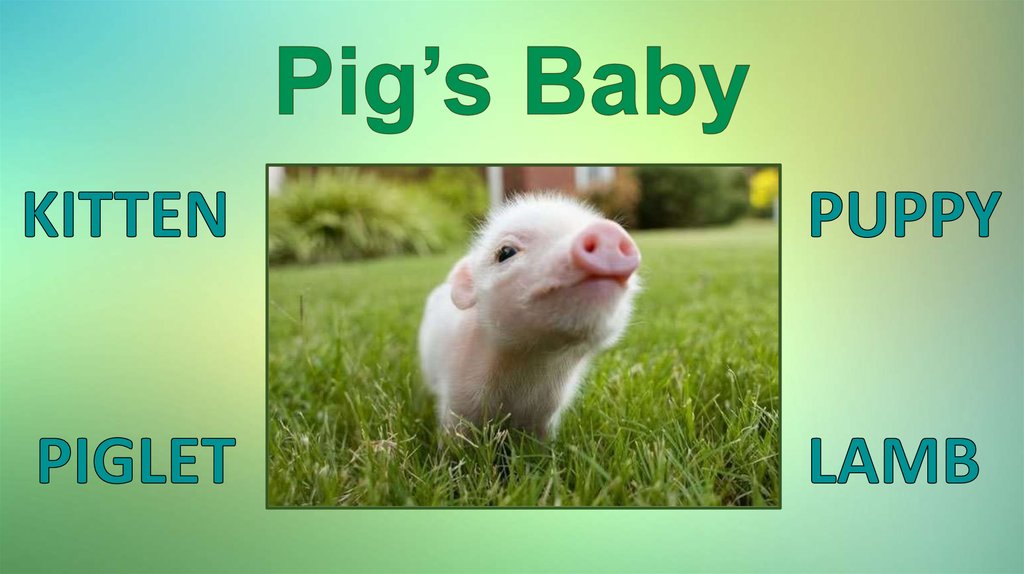 Pig’s Baby