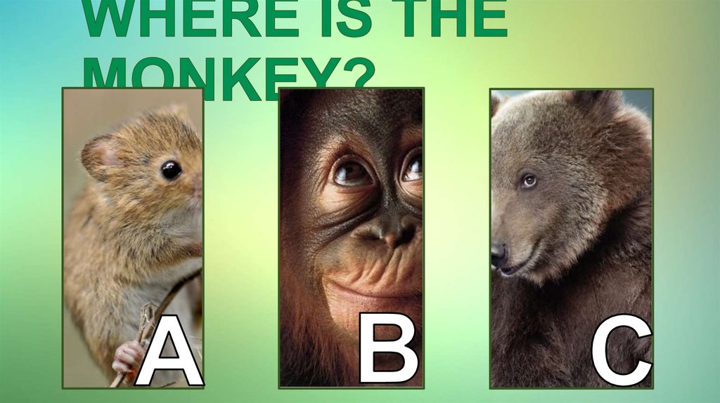 WHERE IS THE MONKEY?