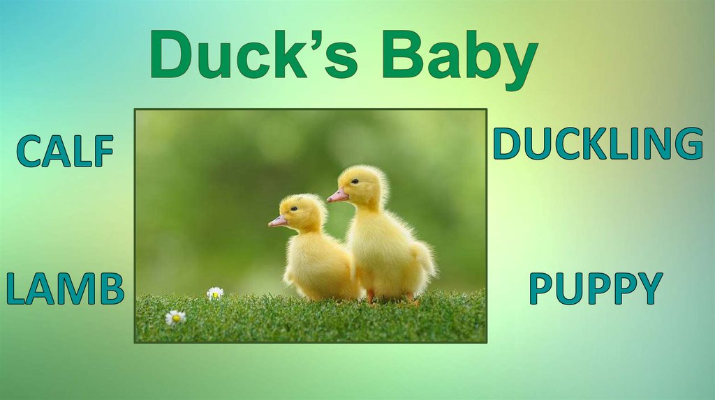 Duck’s Baby