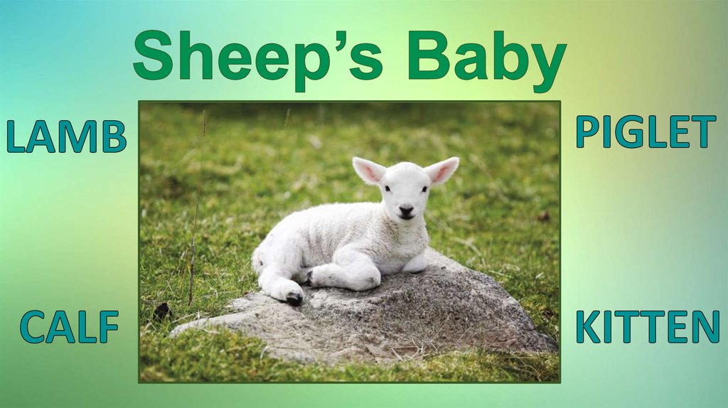 Sheep’s Baby