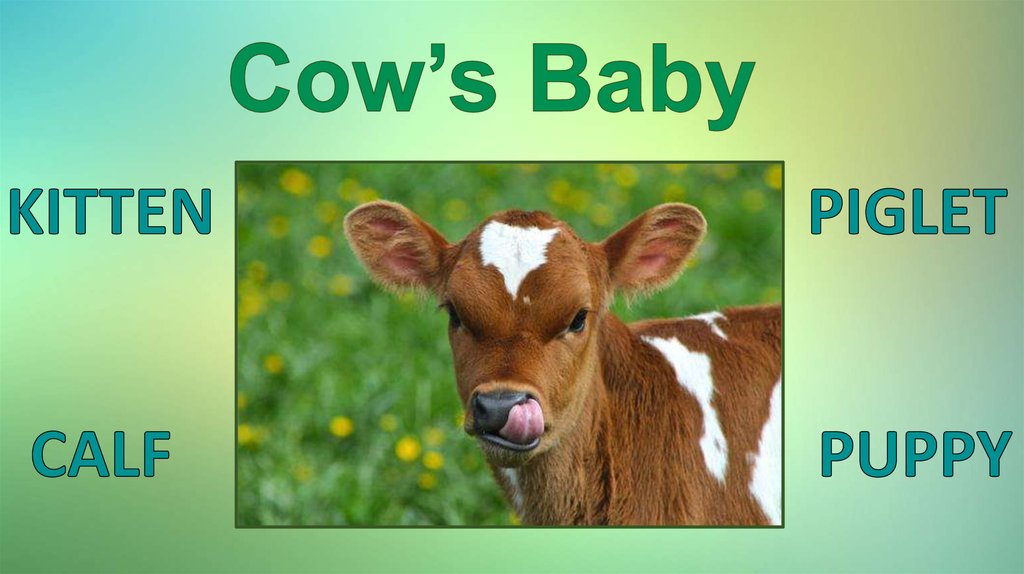 Cow’s Baby