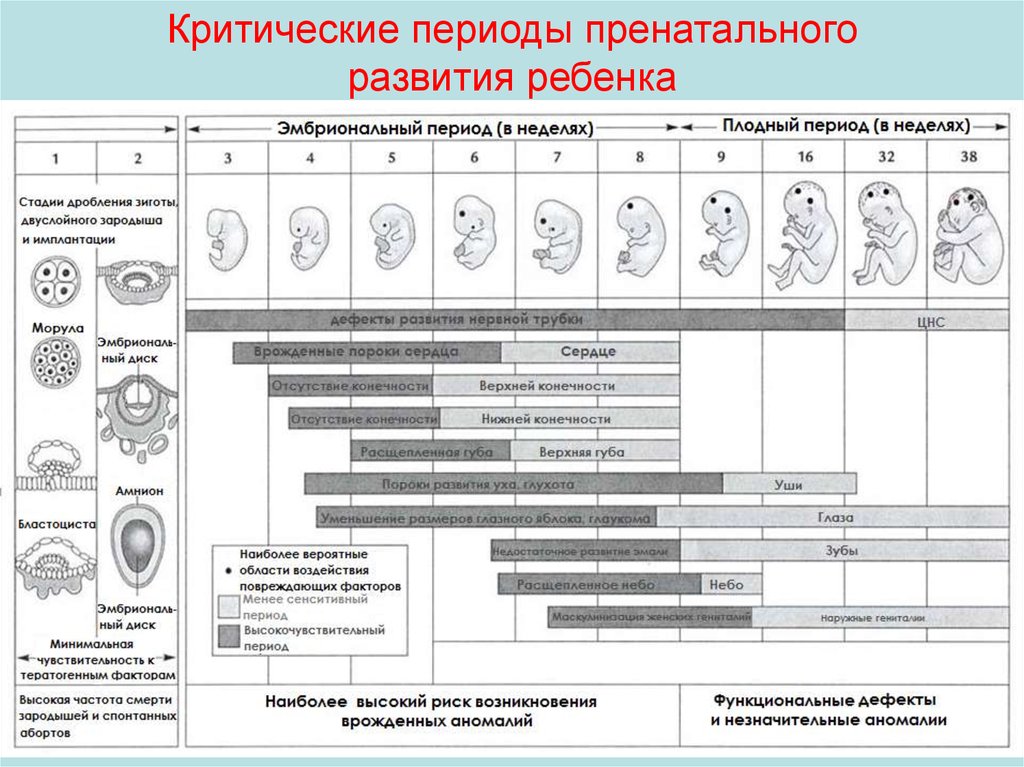 Периоды развития детства. Критические этапы внутриутробного развития. Критические периоды развития эмбриона таблица. Критические периоды пренатального развития. Критические периоды развития плода таблица.