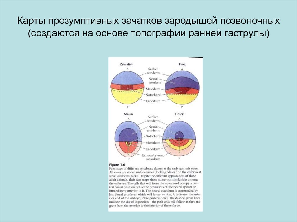 Карта презумптивных зачатков птиц