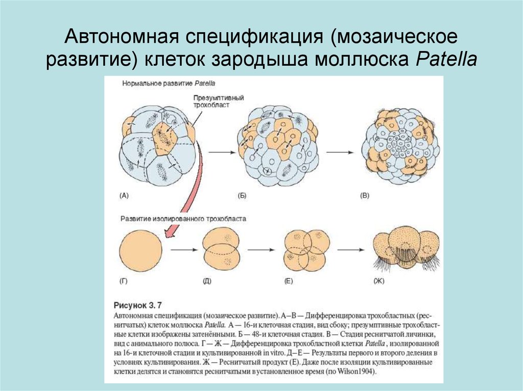 Клетка зародыш. Зародышевые клетки. Развитие клетки. Развитие зародыша клетки. Развитие эмбриона клетки.