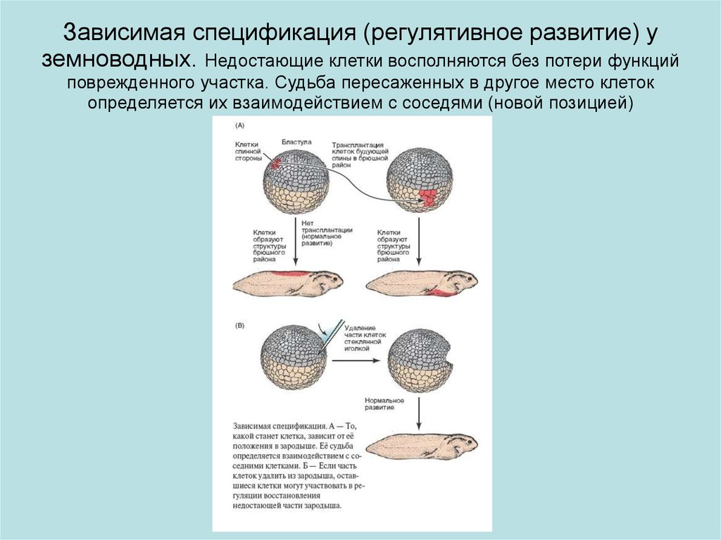 У амфибий зародыш развивается. Кортикальные клетки. Куриный эмбрион уровень организации. Специфичность функций соматических клеток определяется.