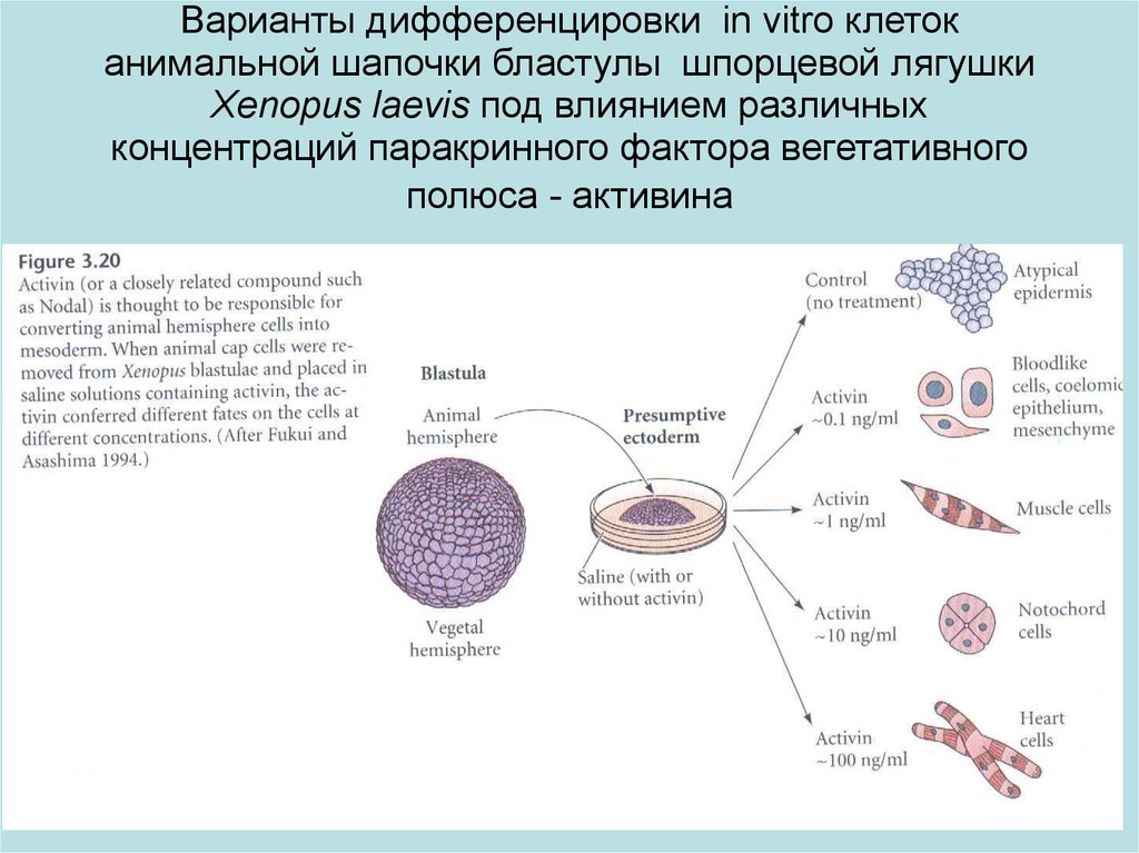 Дифференцировка клеток этапы. Дифференцировка клеток. Первичная дифференцировка клеток. Процесс дифференцировки клеток. Дифференциация клеток.