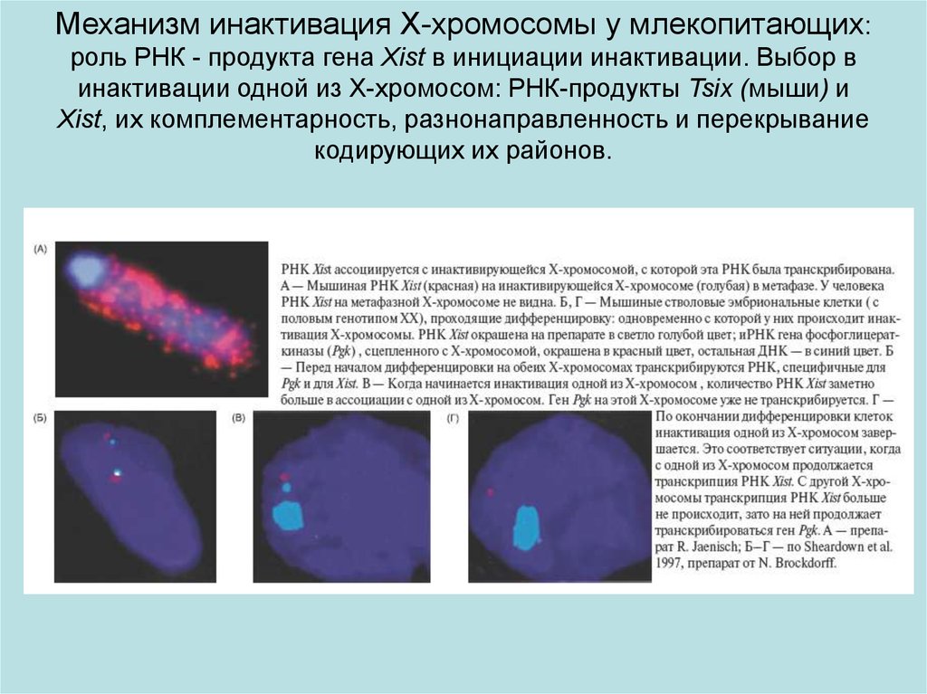 Цвет хромосом. Инактивация хроматина. Каковы молекулярные механизмы инактивации х-хромосомы. Механизм инактивации х хромосомы. Инактивация x хромосомы у млекопитающих.