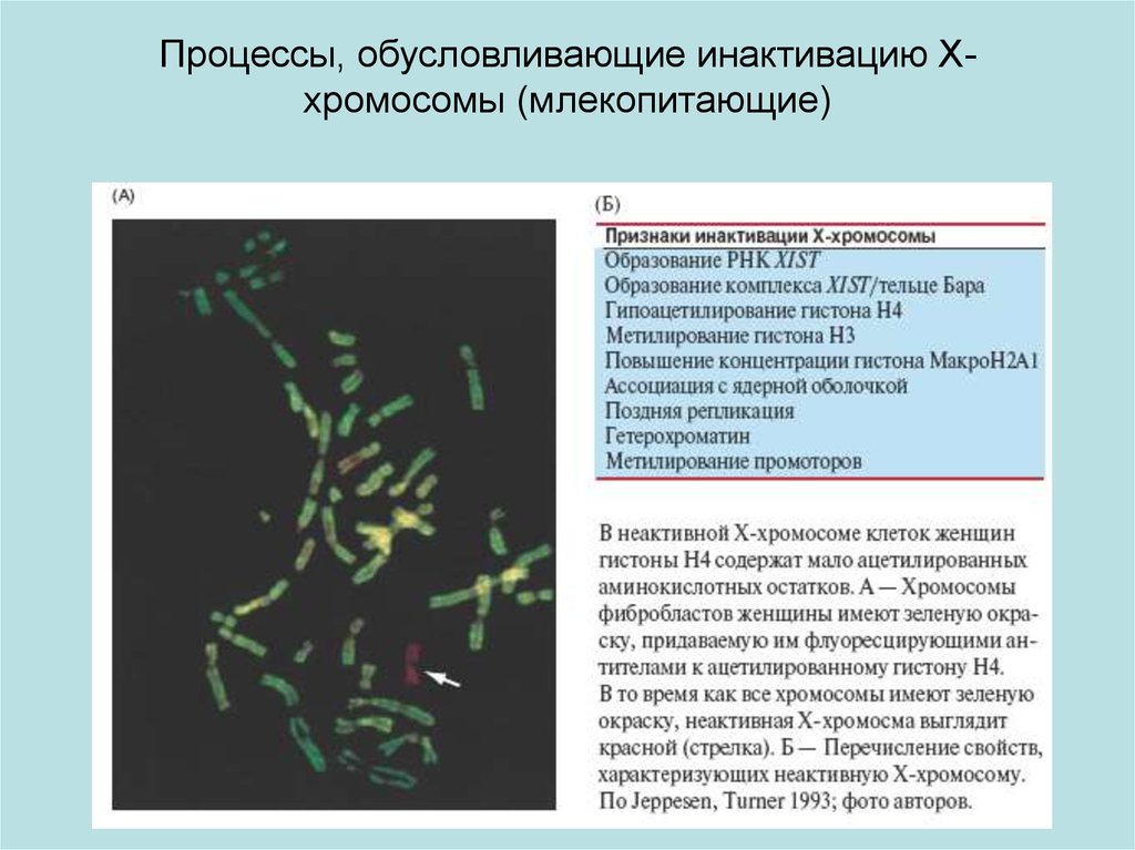 Обусловленный процесс. Каковы молекулярные механизмы инактивации х-хромосомы. Механизм инактивации х хромосомы. Инактивация х хромосомы у самок. Инактивированная х хромосома это.