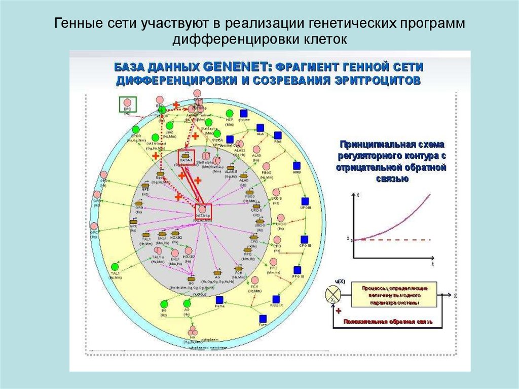 Сеть участие. Генная сеть. Генетические сети. Геномные сети. Генная сеть примеры.