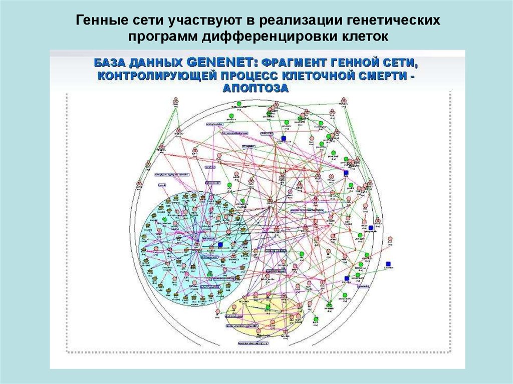 Сеть участие. Генетические сети. Генная сеть. Основные элементы генных сетей. Генетическая программа.