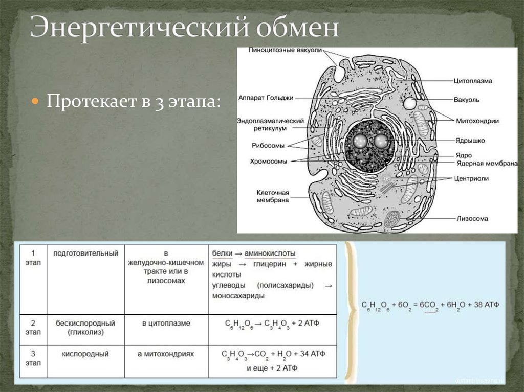 Характеристика энергетического обмена происходит в цитоплазме. Энергетический обмен в митохондриях. Энергетический обмен в цитоплазме. Энергетический обмен в лизосомах. Энергетический обмен происходит в ядре.