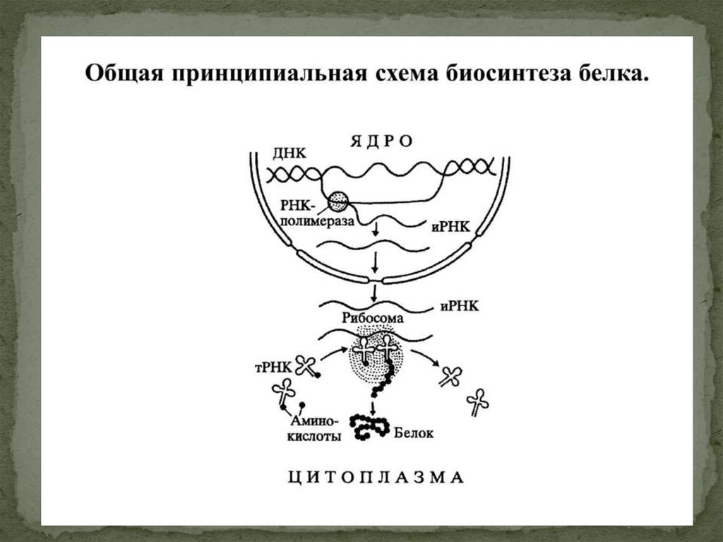 Схема белка. Общая принципиальная схема биосинтеза белка. Общая схема биосинтеза белка схема. Схема биосинтеза белка схема. Общая схема биосинтеза белка матрица.