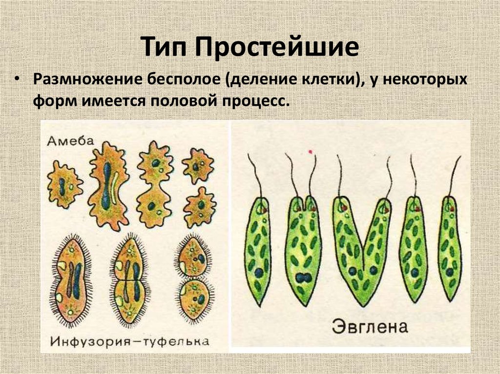 Деление организмов. Бесполое размножение деление клетки. Тип деления бесполого размножения. Простое деление бесполое размножение. Способ бесполого размножения деление клетки.