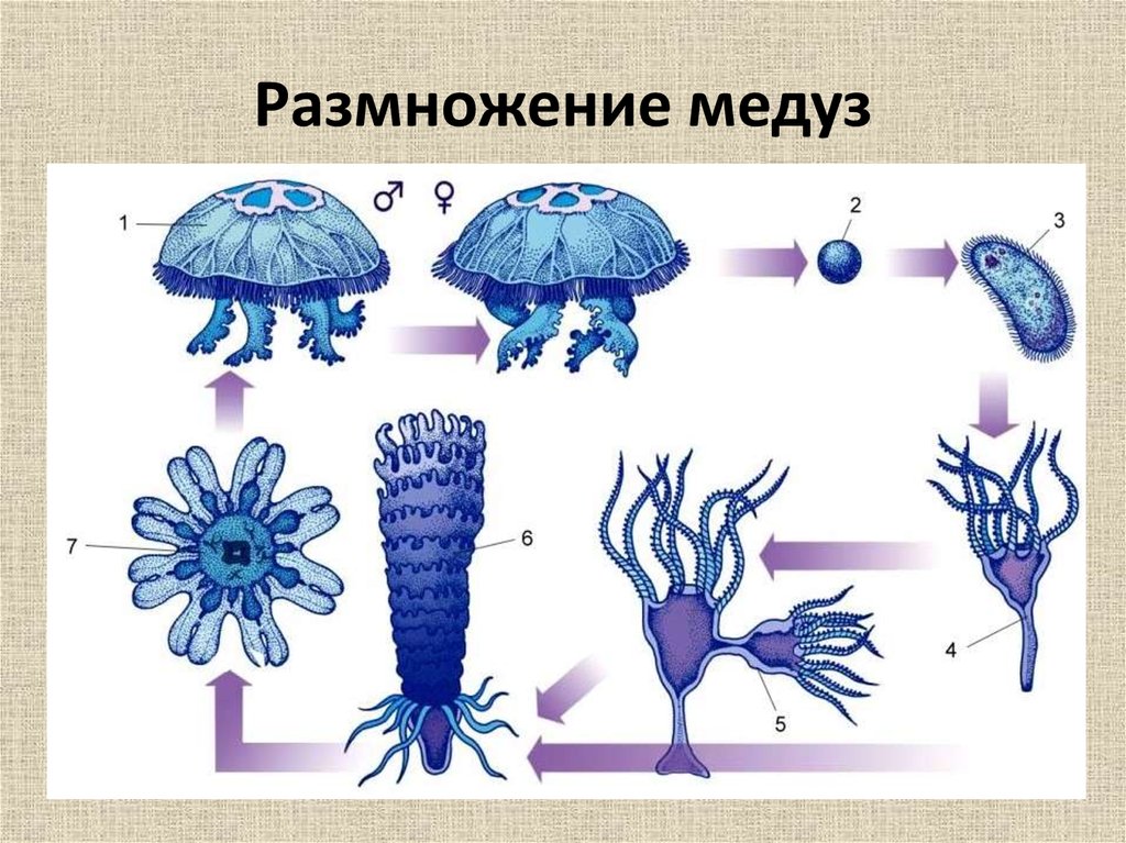 Размножение медуз