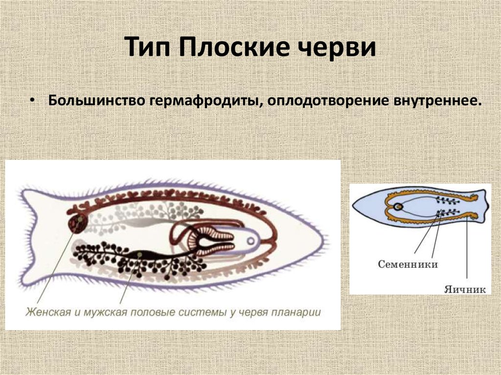 Для животного изображенного на рисунке характерно