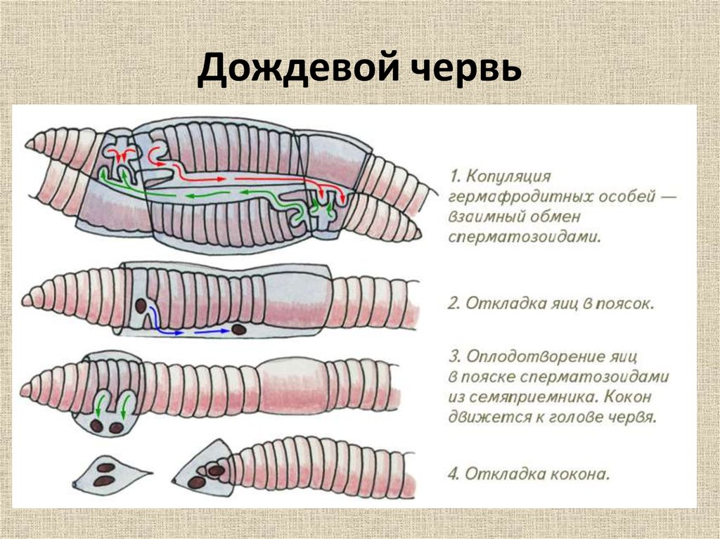 Сегмент дождевого червя. Размножение система малощетинковых червей. Поясок у кольчатых червей. Размножение кольцевых червей.
