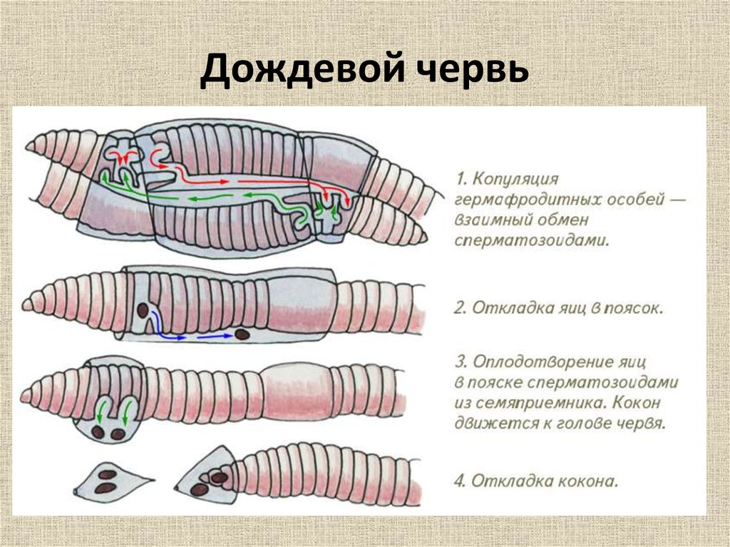 Условия дождевого червя