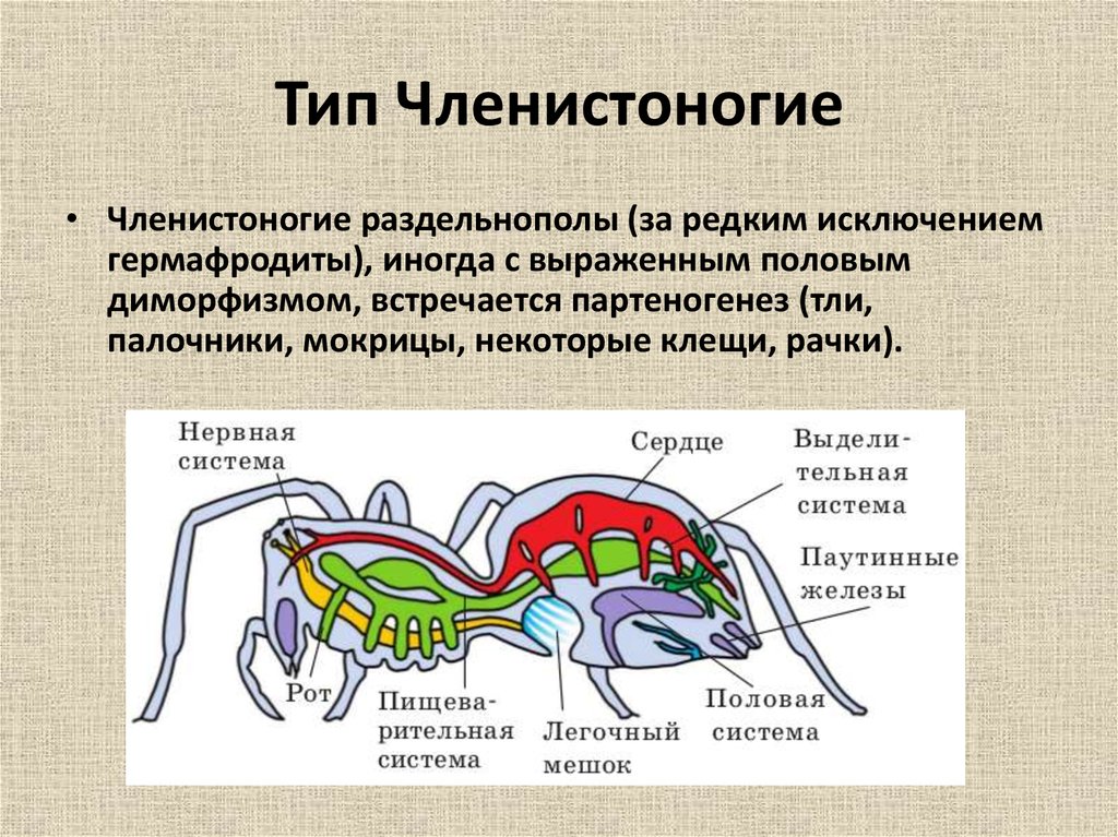 Тип членистоногий. Половая система членистоногих 7 класс. Биология 7 класс половая система членистоногих. Общее строение членистоногих. Тип Членистоногие класс ракообразные половая система.