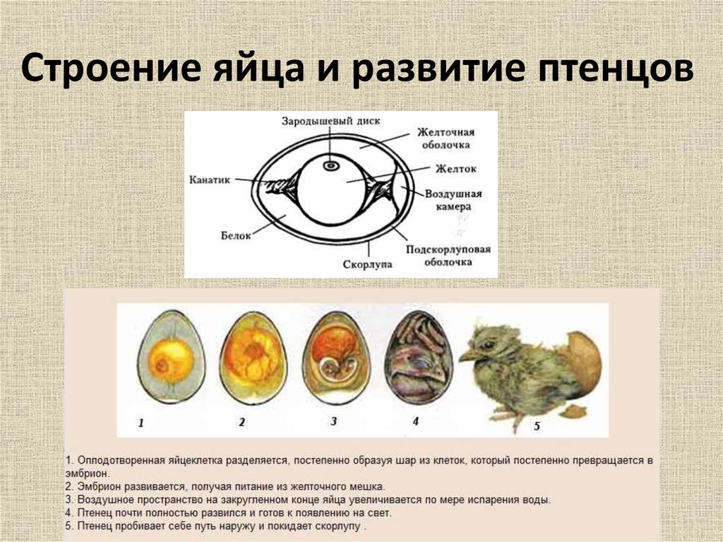 Презентация размножение птиц 7 класс биология