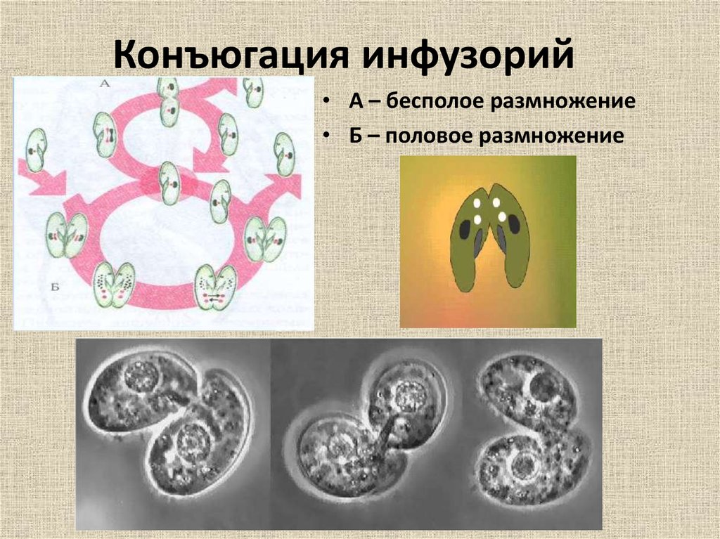 Конъюгация инфузорий. Конъюгация это бесполое размножение. Размножение инфузорий конъюгация. Половое размножение конъюгация. Конъюгация у инфузорий Тип размножения.