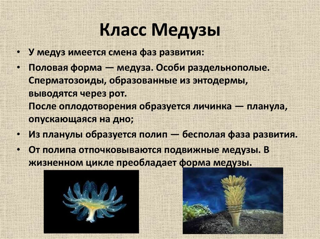 Медуза класс