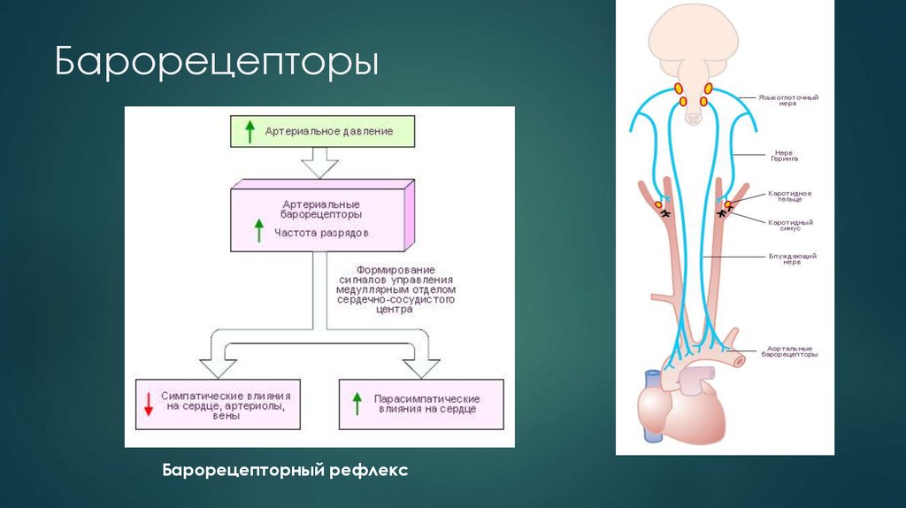 Рефлекс с хеморецепторов аорты