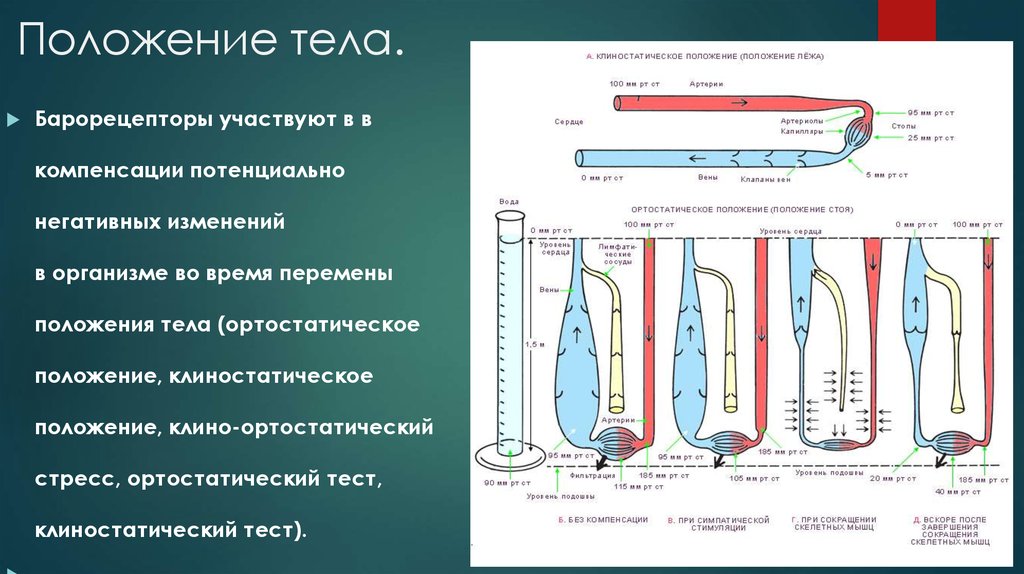 Ортостатическое положение