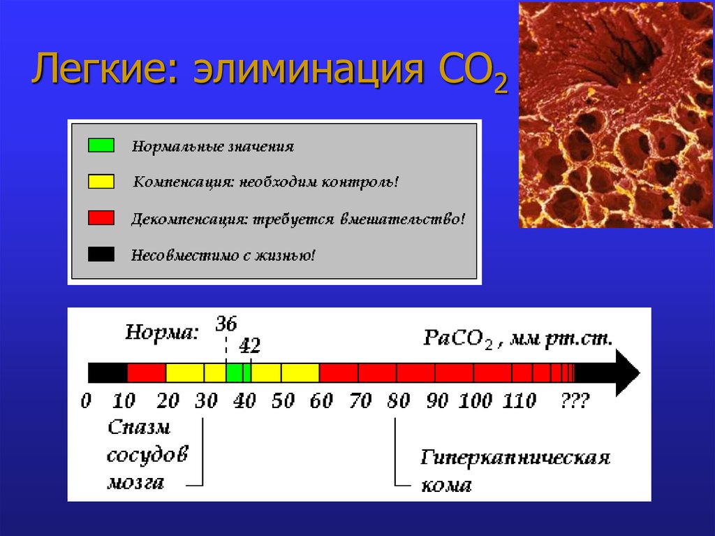 Кислотно основное состояние. Легкие КЩС. Презентация КЩС. Элиминации co2. Элиминация со2 это.