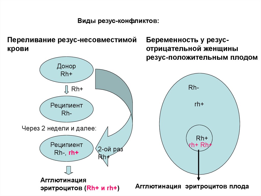 Как влияет резус фактор на беременность. Механизм развития резус конфликта схема. На что влияет резус-фактор крови при переливании. Резус конфликт при переливании крови. Схема переливания крови по группам и резус фактору.