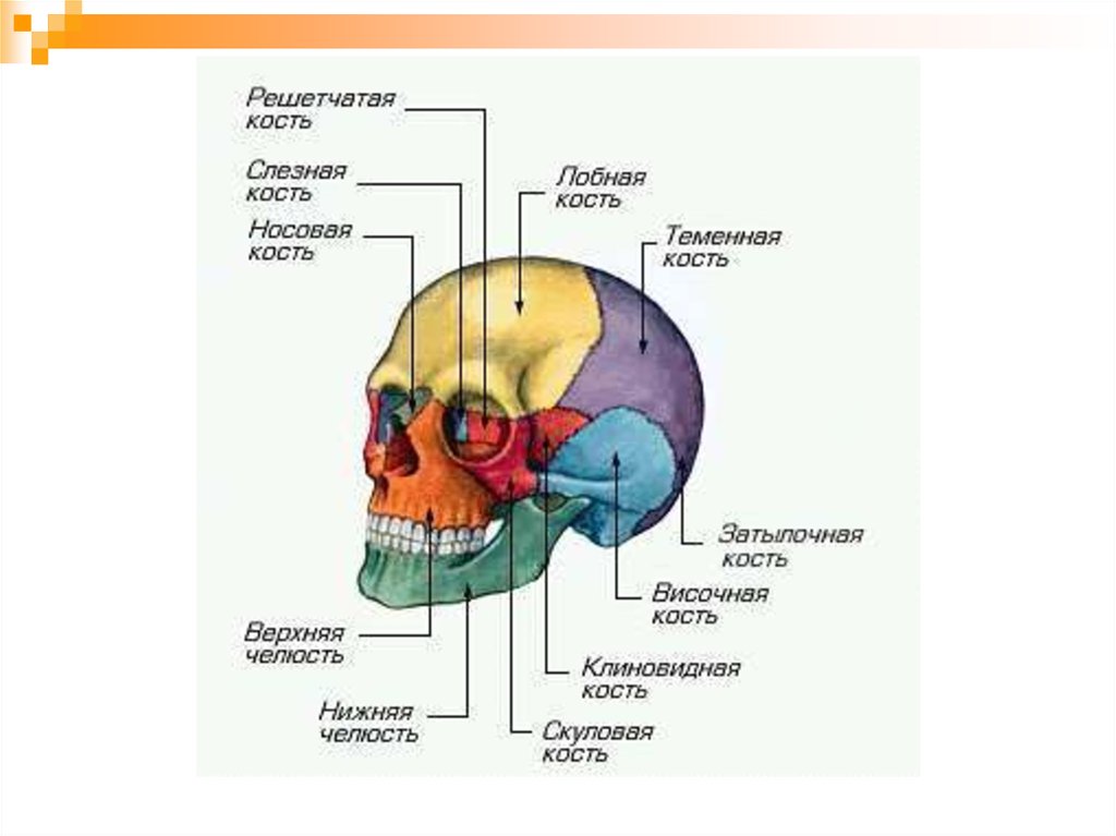 Назови кости черепа. Строение костей черепа человека. Скелет головы череп анатомия. Строение костей черепа человека анатомия. Анатомическое строение костей черепа.