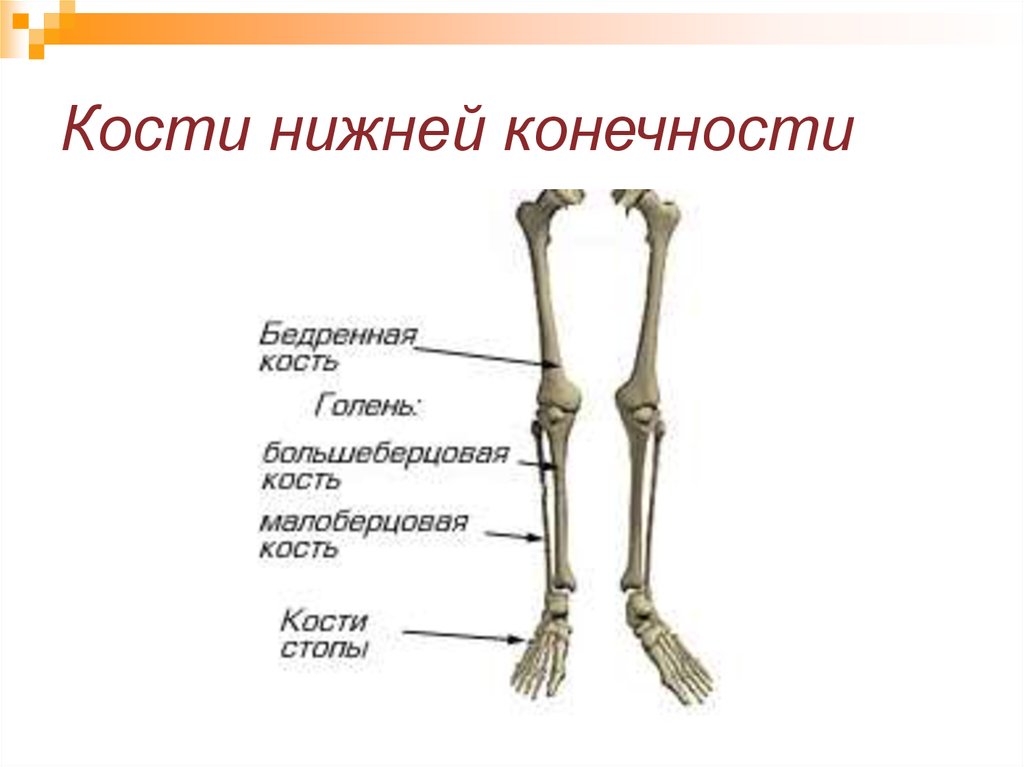 Скелет нижних конечностей человека кости. Скелет нижних конечностей схема. Кости нижней конечности анатомия. Кости нижних конечностей человека анатомия. Кости нижних конечностей человека анатомия строение.