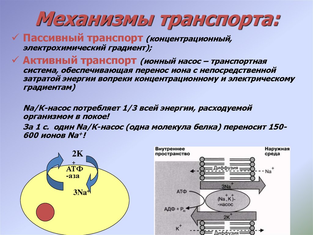 Ионный транспорт