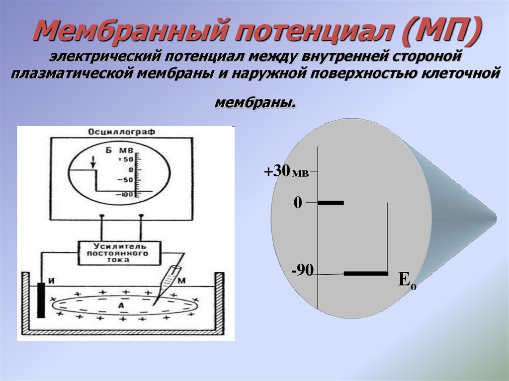 Мембранный потенциал (МП) электрический потенциал между внутренней стороной плазматической мембраны и наружной поверхностью