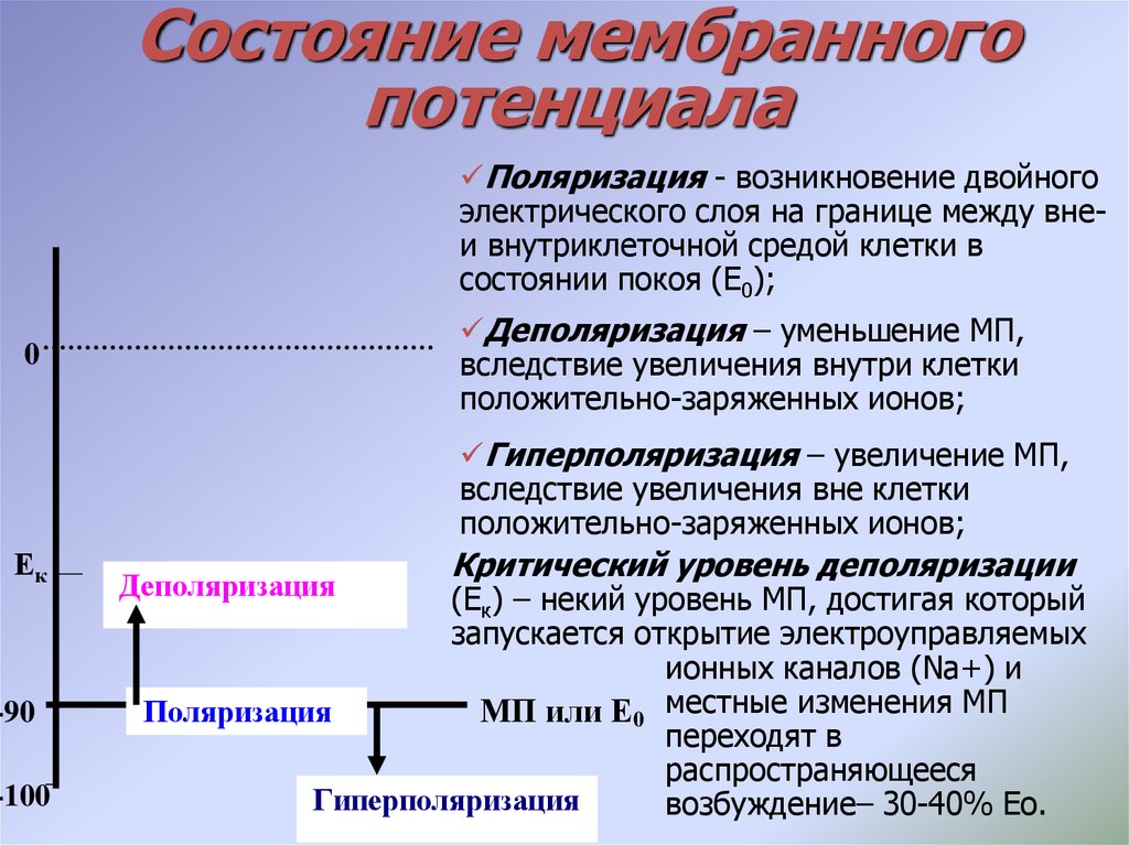 Потенциал покоя гладкомышечного волокна равен. Деполяризация это в физиологии. Деполяризация мембраны это. Деполяризация реполяризация гиперполяризация. Деполяризация мембраны это в физиологии.