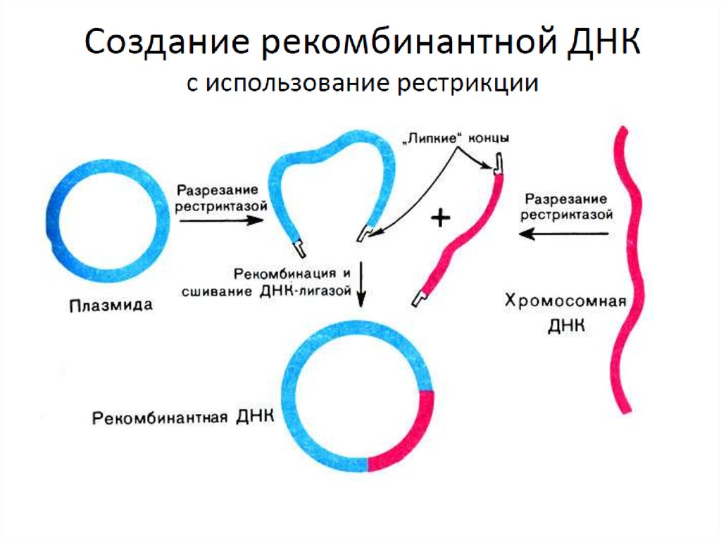 Рекомбинация днк схема