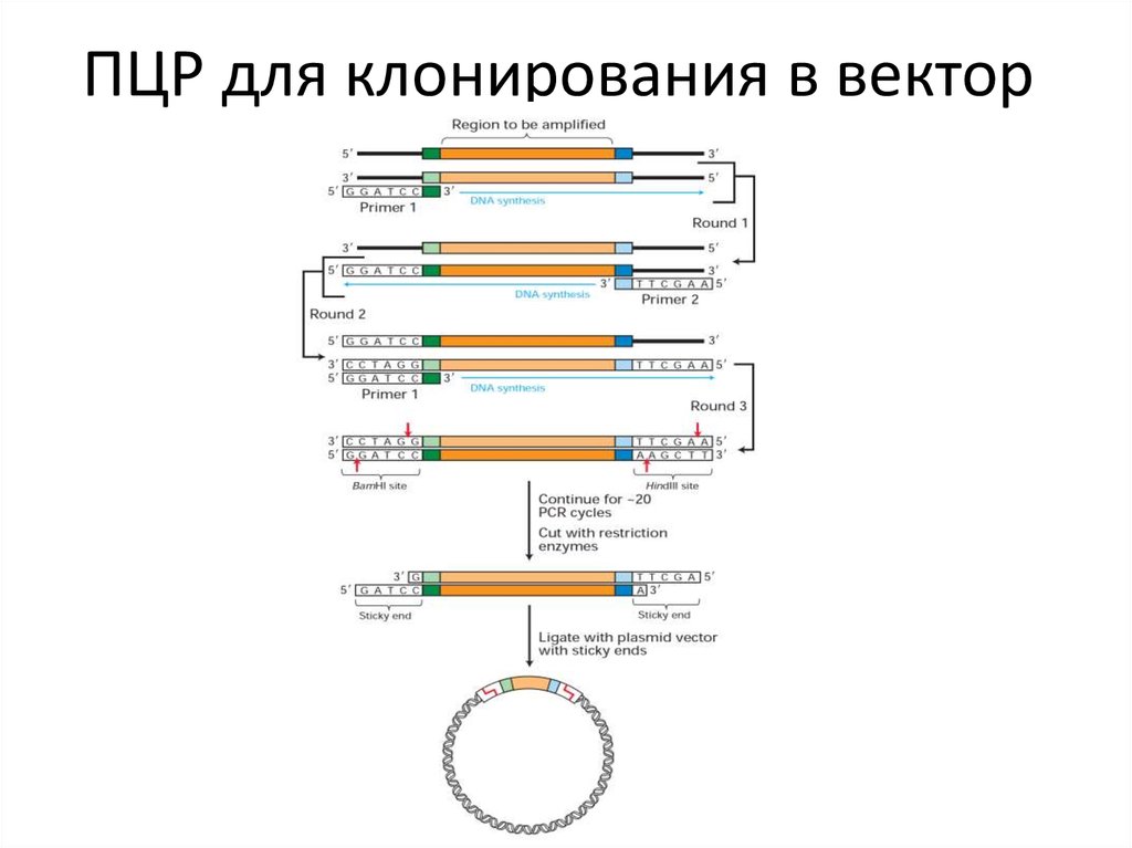 ПЦР для клонирования в вектор