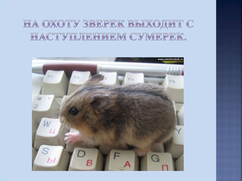 На охоту зверек выходит с наступлением сумерек.