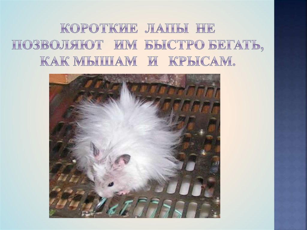 короткие лапы не позволяют им быстро бегать, как мышам и крысам.