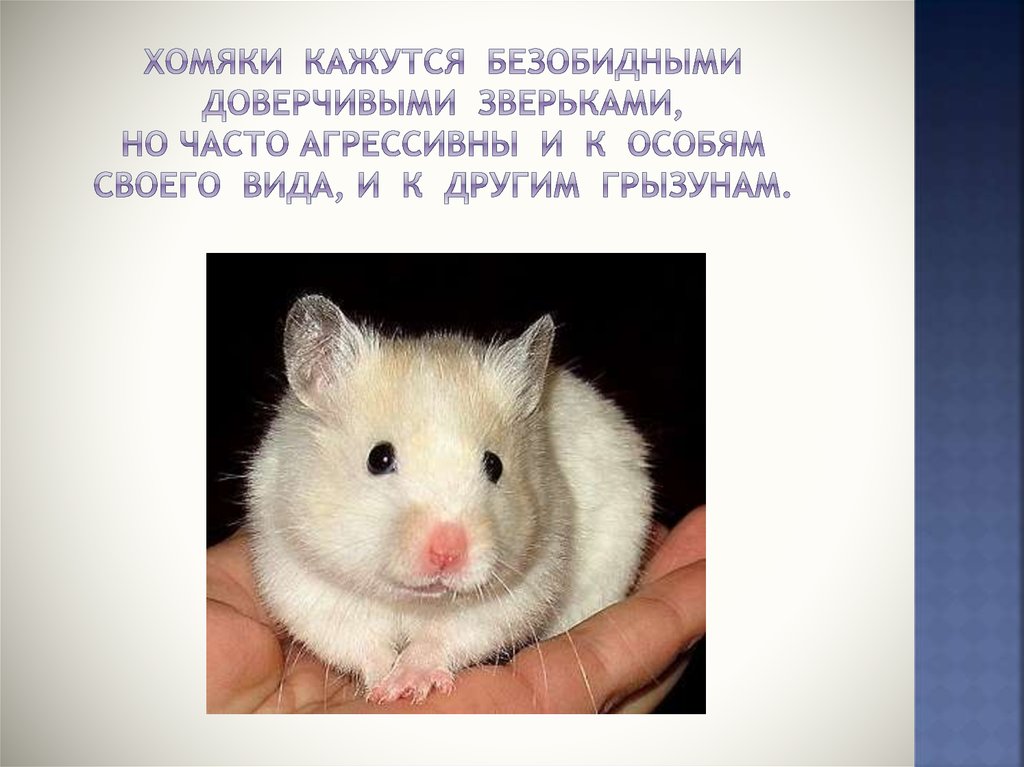 Хомяки кажутся безобидными доверчивыми зверьками, но часто агрессивны и к особям своего вида, и к другим грызунам.